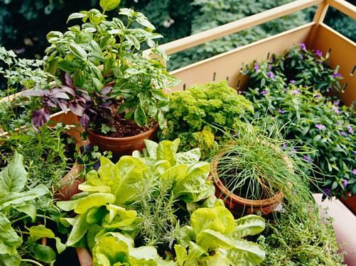 7 Planting Tips for Large Garden Pots