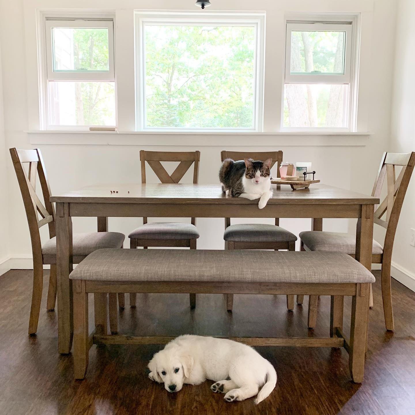 A cat and a puppy relax in a dining room in front of a picture window and two double hungs.